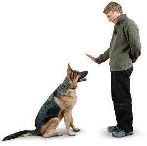 как да преподават команди на кучета