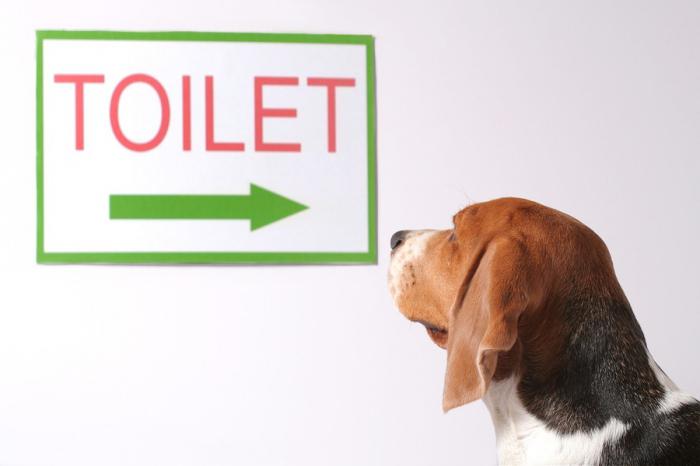 како научити пса у тоалету на улици
