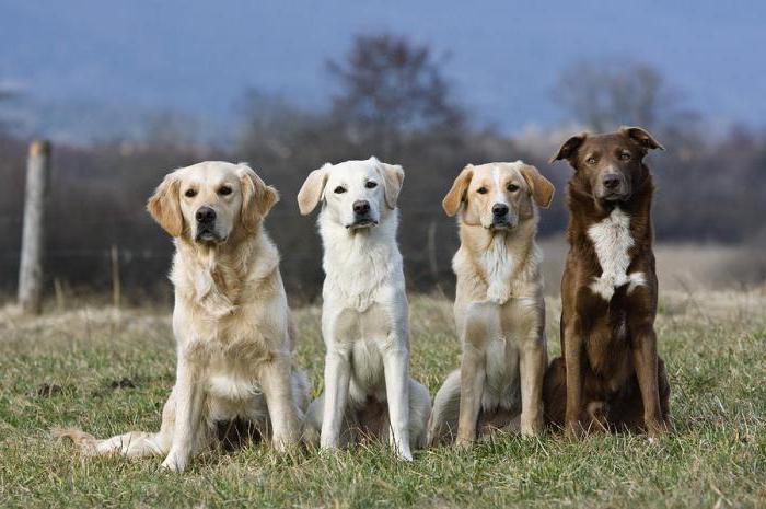Как да преподаваме екип от кучета