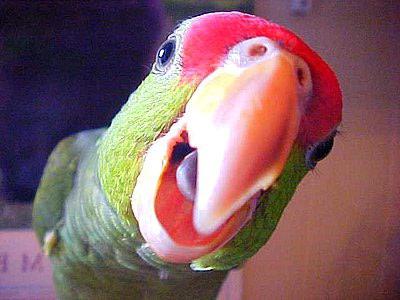 jak učit papouška, aby mluvil