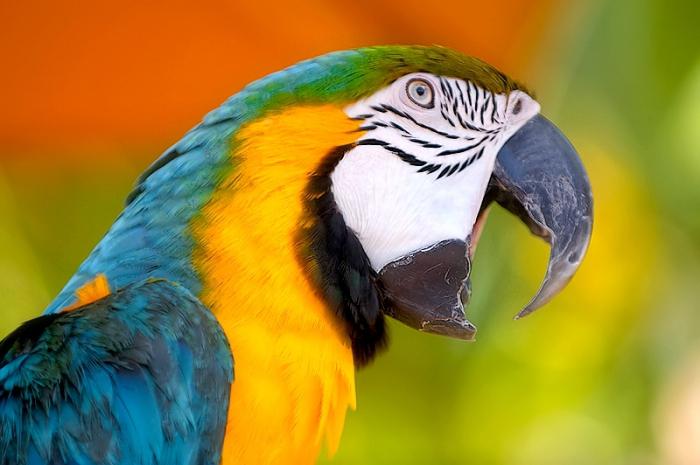 вълнообразни папагали как да учат да говорят