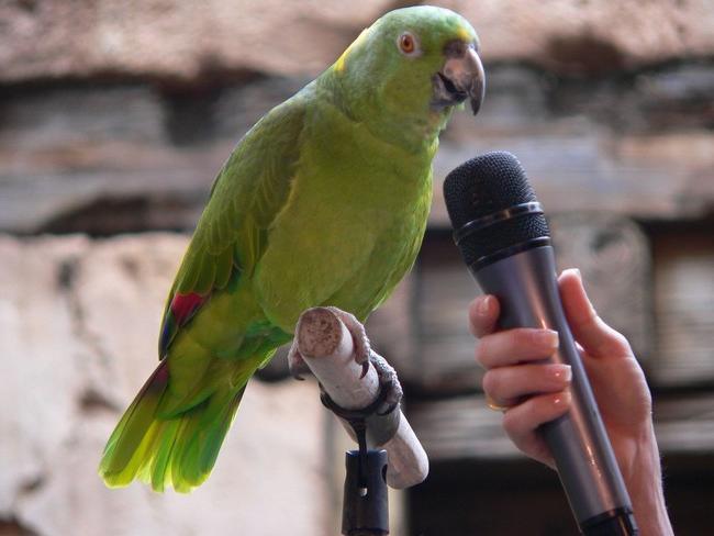 učit papouška, aby mluvil