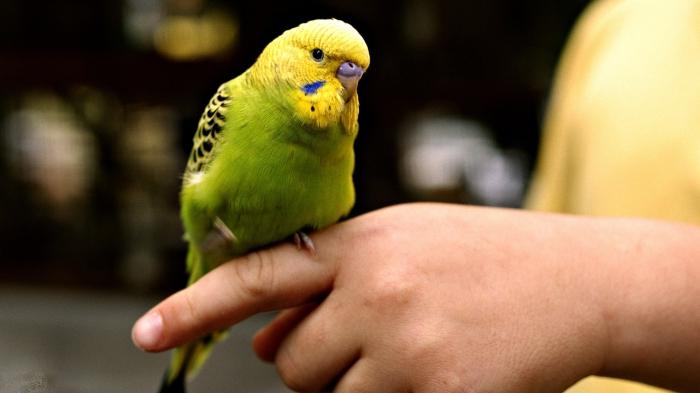 как да научиш вълнообразен папагал да говори
