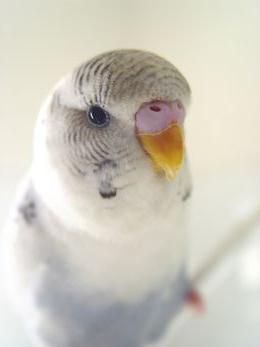 kako naučiti papige da govore