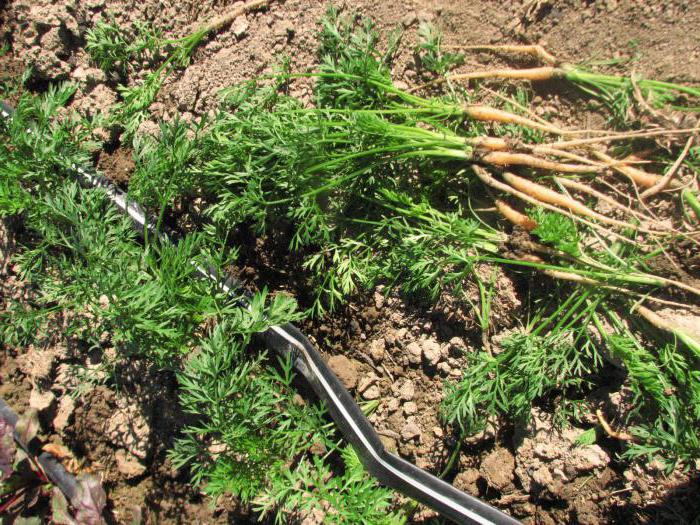 как да сеят моркови, за да не се изтъняват