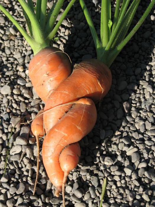 Ksak растителни моркови, за да не се изтъняват