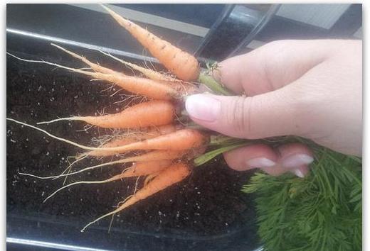 come assottigliare una carota può essere trapiantata