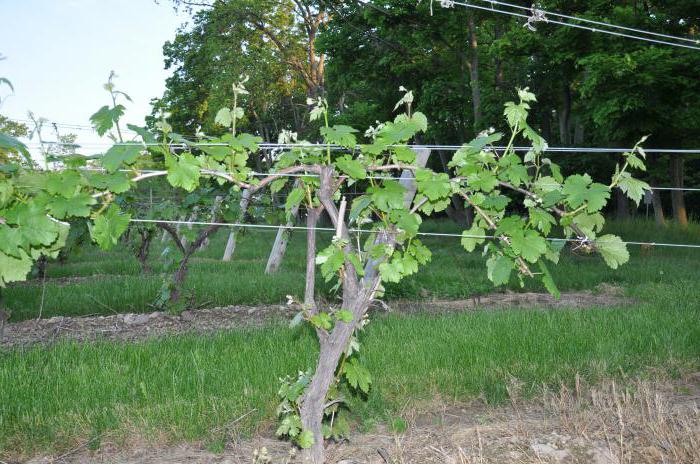 jak związać winogrona na kratownicy