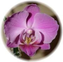 jak transplantaci orchidejové fotografie