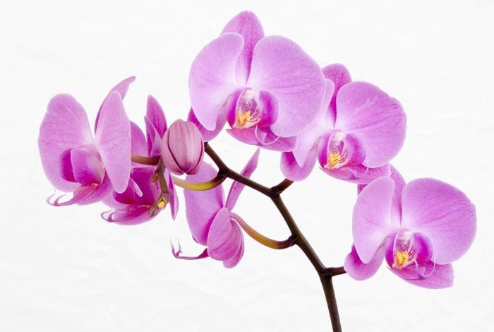 како пресадити орхидеје