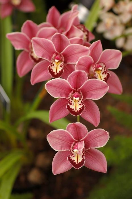 trapianto di orchidee