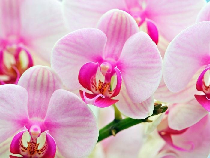 tlo za orhideje