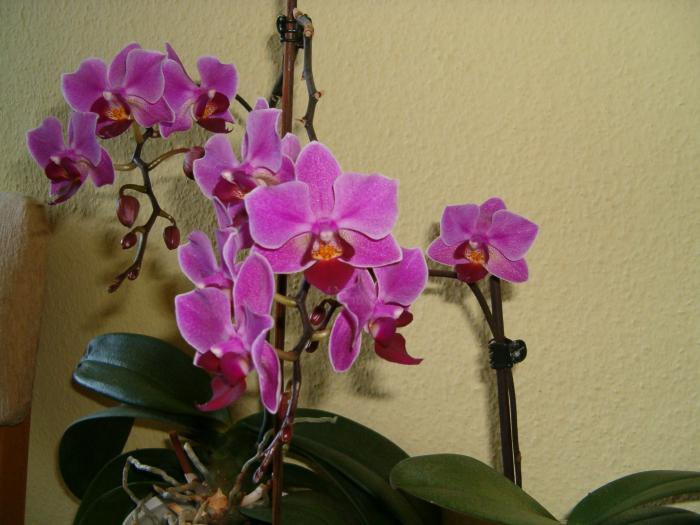 jak transplantovat phalaenopsis orchidej