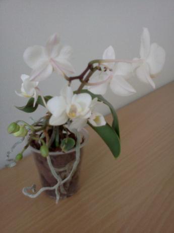 как да пресадите орхидеи за бебета