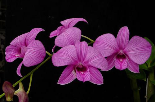 как да пресадите орхидея