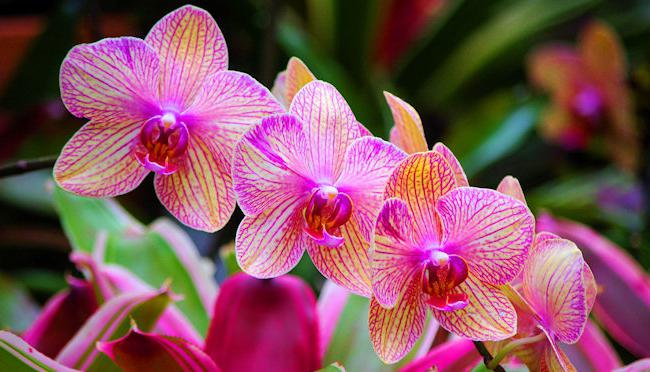 jak transplantovat domácí orchidej