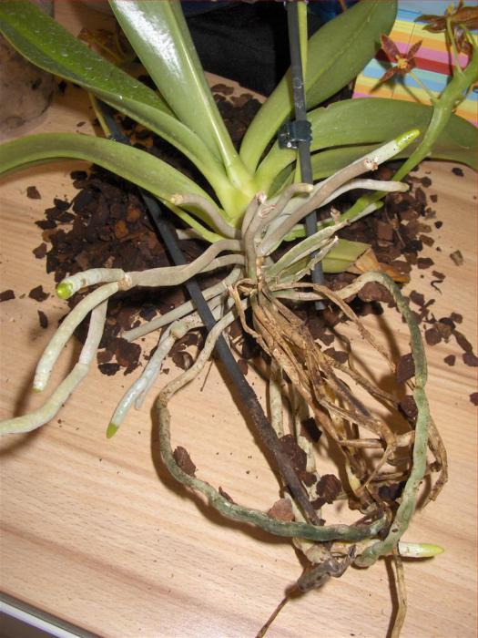 как да трансплантирате орхидея фаленопсис