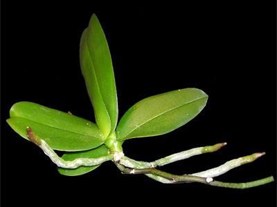 как да пресадите орхидея след цъфтежа