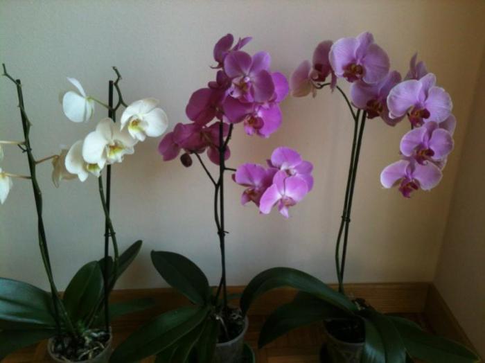 orchidej poskytl střílet jak transplantovat