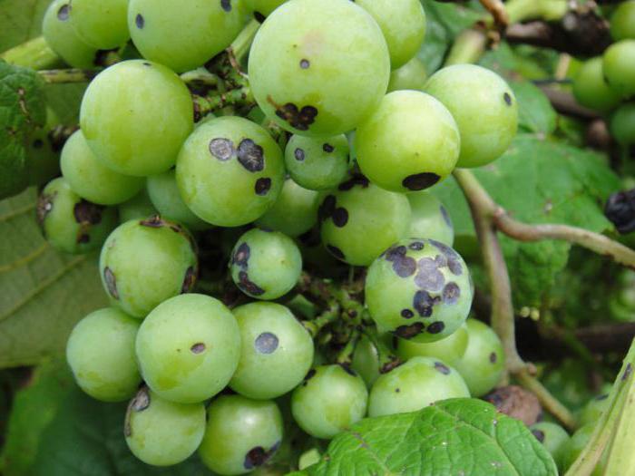 грозде от антракноз