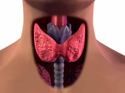 come trattare la ghiandola tiroidea