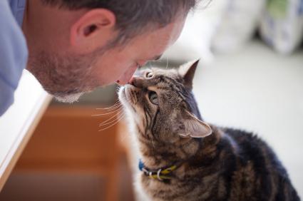 как да разбираме езика на котката