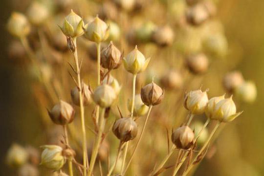 Kako uporabljati lanena semena