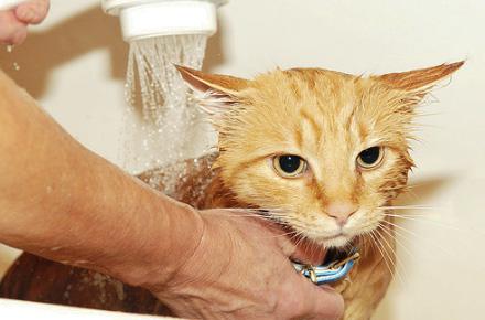 come lavare un gatto
