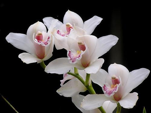le radici di orchidee stanno marcendo