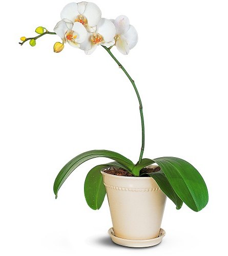 jak podlewać orchideę