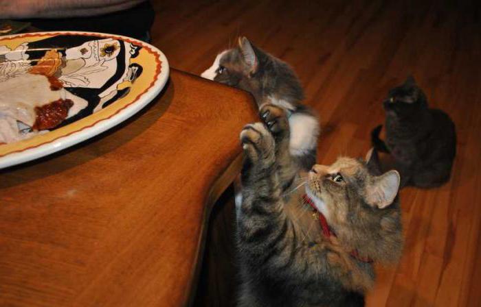kako odtrgati mačko, ki se vzpenja po mizah in jesti hrano