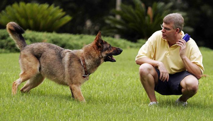 Scuola di addestramento per cani