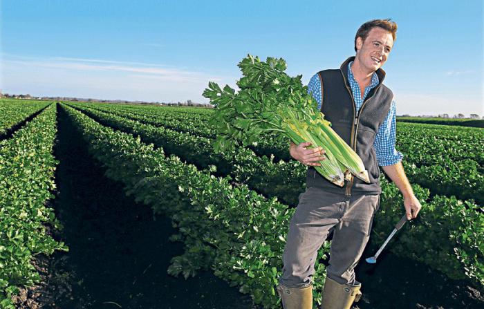 je celer užitečný pro muže?