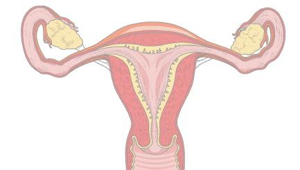 Структура женског полног органа
