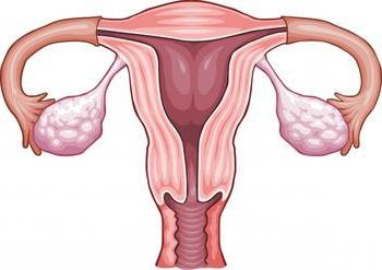 Вътрешната структура на женските органи