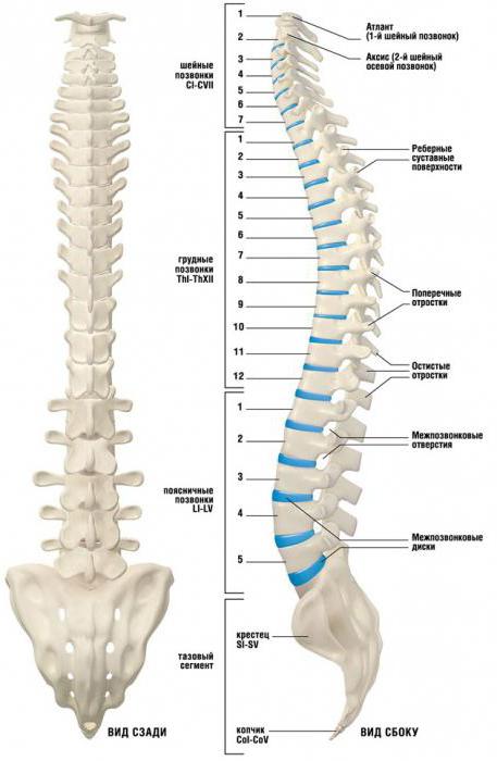 spinálních procesů hrudních obratlů