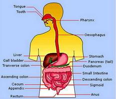 sistema digestivo
