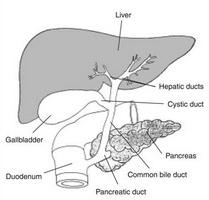anatomie trávicího systému