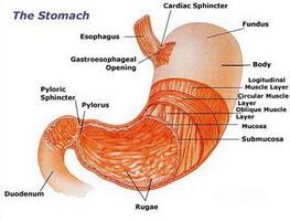 la struttura del sistema digestivo umano