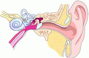 strukturu lidského ucha