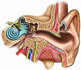 struktura orgánu sluchu