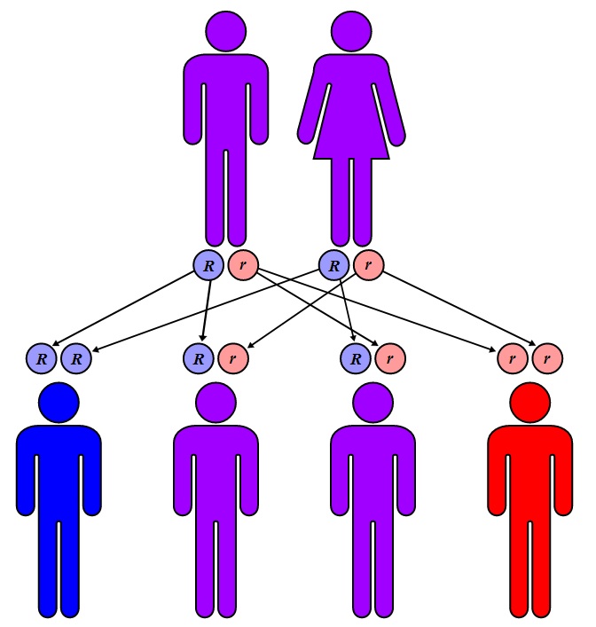 metody genetyki ludzkiej