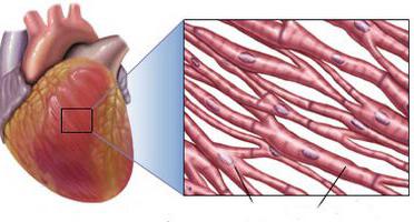 сърдечен мускул