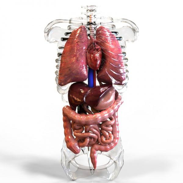 Struktura človeških notranjih organov