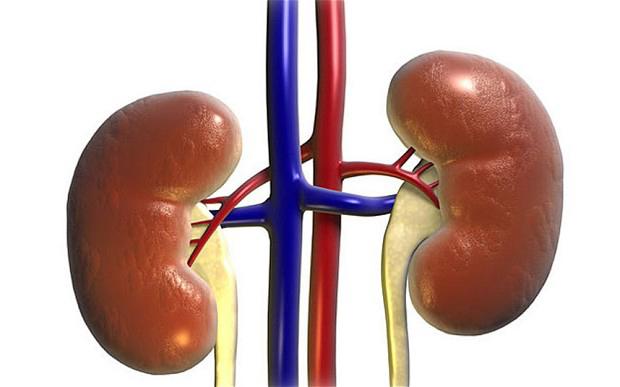 Struktura lidských vnitřních orgánů ledvin
