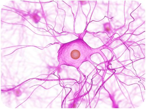 buněk nervového systému