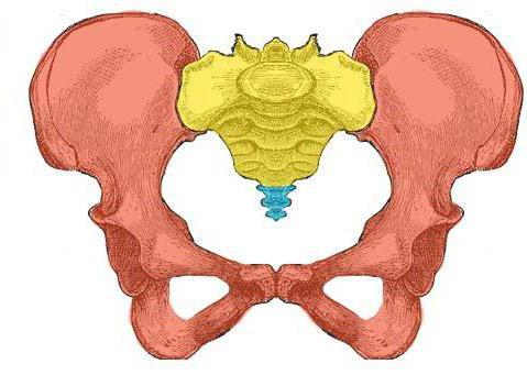 anatomia pelvica
