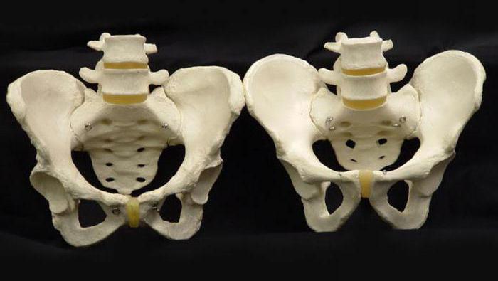 anatomija medenične kosti