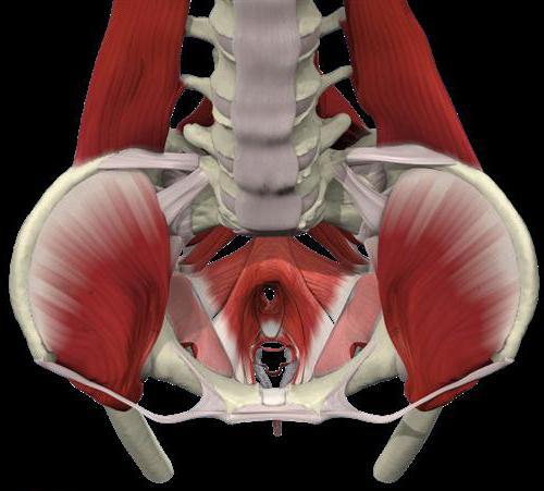 anatomija medeničnih organov