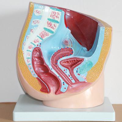 anatomija zdjelice